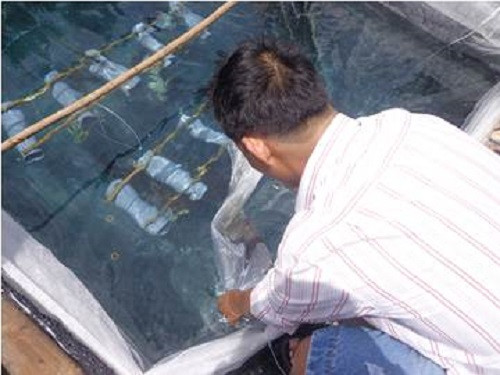 Trong quá trình nuôi, hàng phải kiểm tra lồng nuôi để tránh các địch hại vào trong lồng, đặc biệt cua và còng. Ảnh: Phuquy.