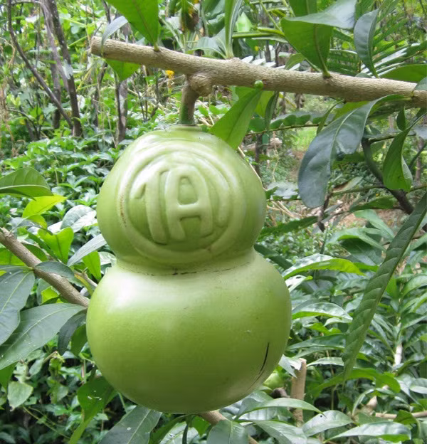 Sau khoảng 3 - 5 tháng mới có thể thu hoạch. Ảnh: Sieuthiviet.