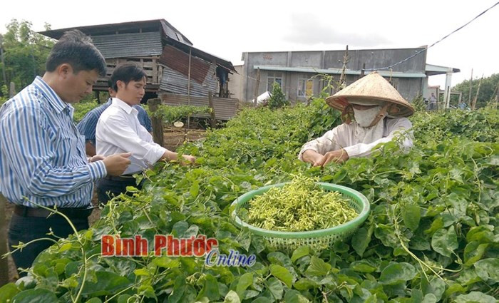 Vườn thiên lý của ông Trần Xuân Cuối (Thiện Hưng, huyện Bù Đốp, Bình Phước) cũng cho thu về khoảng 10 triệu đồng/tháng. Ảnh: Baobinhphuoc.