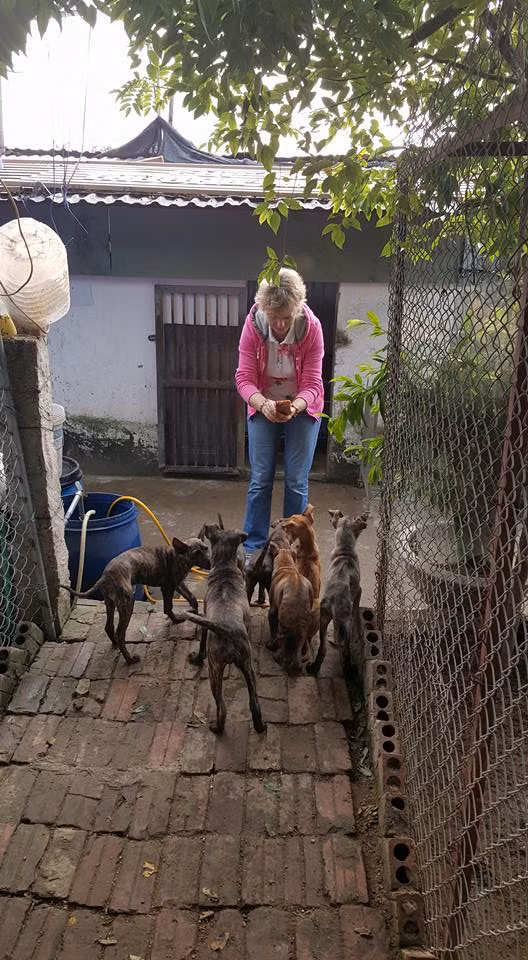 Từ số lượng ít ỏi, đến nay trại chó của anh Thắng có khoảng 60 chó Phú Quốc, trị giá hàng tỷ đồng. Ảnh: FB Trại chó Phú quốc tại Hà nội.