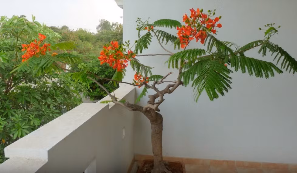 Hoa phượng nở đỏ rực góc ban công. Ảnh: Nongy.