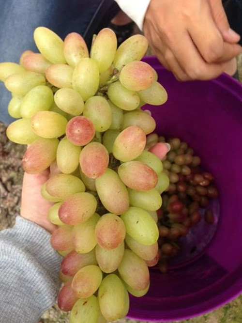 Do chất lượng tương đương với sản phẩm cùng loại từ nước ngoài nên nho ba màu rất hút khách. Ảnh: FB Trang Lily.
