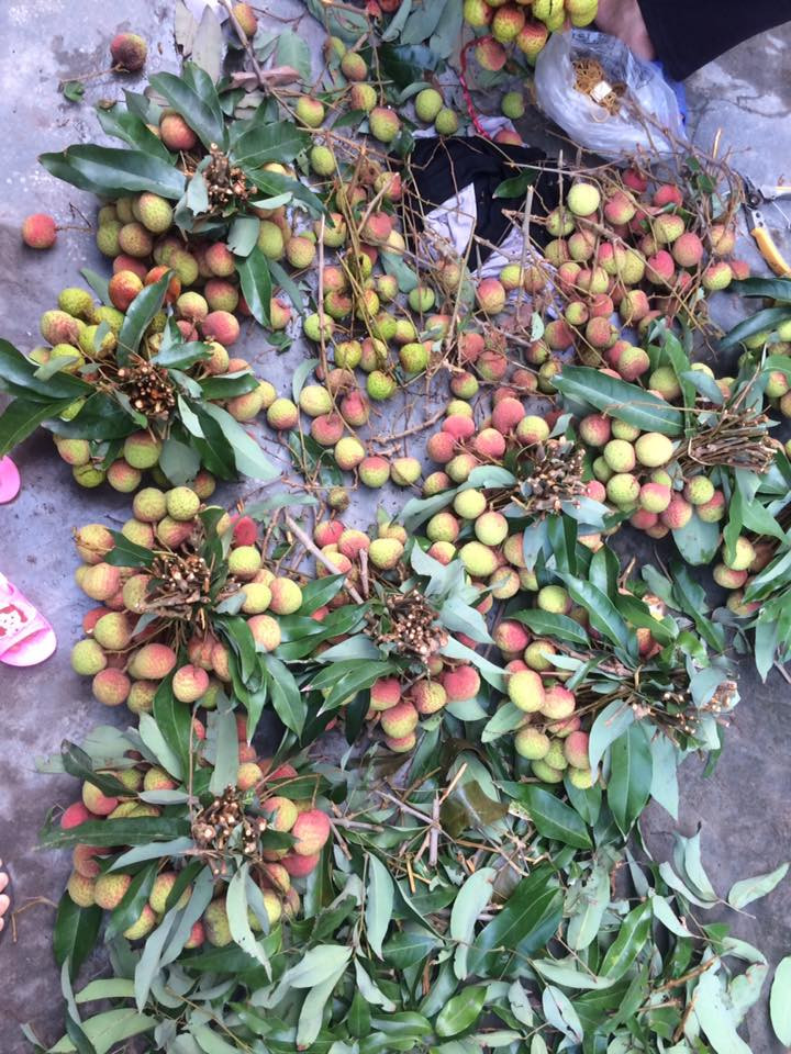 Vị vải sớm Thanh Hà ngọt đượm, không chua chát như một số vải sớm nơi khác. Ảnh: FB Hoàng Soạn.