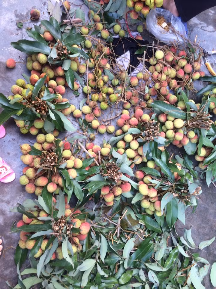 Vị vải sớm Thanh Hà ngọt đượm, không chua chát như một số vải sớm nơi khác. Ảnh: FB Hoàng Soạn.