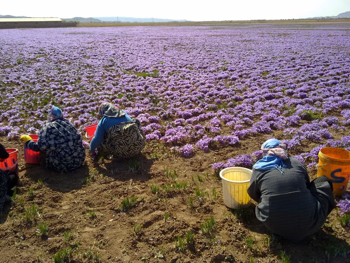 Saffron được lấy từ nhụy hoa nghệ tây trồng ở Morocco và Iran. Ảnh: Steenbergs.