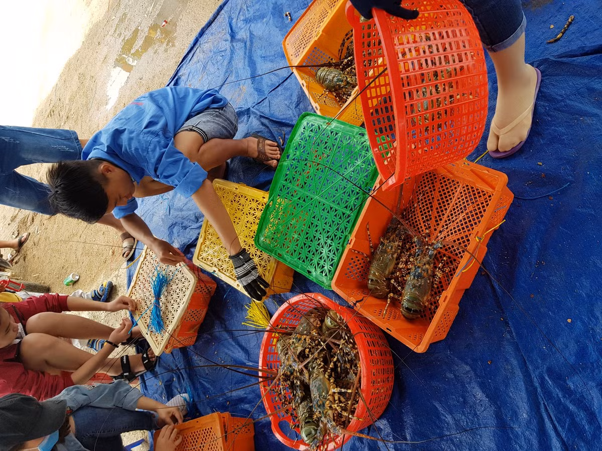 Tôm hùm tươi có giá đắt hơn, từ 1 - 1,5 triệu đồng/kg. Trong khi đó, tôm hùm đông lạnh giá từ 700.000 - 1,1 triệu đồng/kg. Ảnh: Muabantomhum.