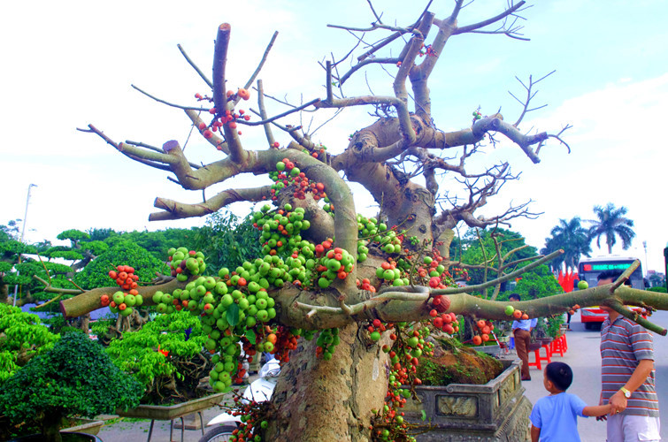 Để tạo được thế độc này, chủ nhân của nó phải mất 7 năm chăm sóc, cắt tỉa và uốn. Ảnh: Bảo Ngọc.