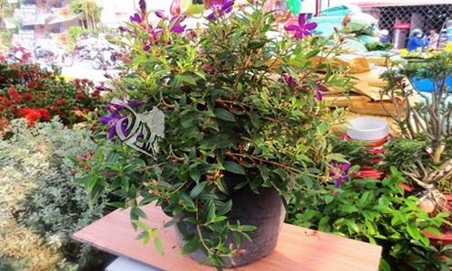 Cây hoa sim phát triển trên nhiều loại đất nhưng ưa thích đất cát chua và tương đối cằn cỗi. Ảnh: Hoadepvietnam.