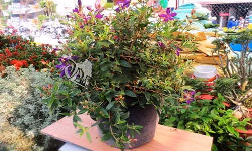 Cây hoa sim phát triển trên nhiều loại đất nhưng ưa thích đất cát chua và tương đối cằn cỗi. Ảnh: Hoadepvietnam.