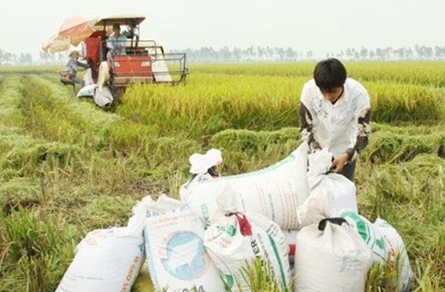 Giá bán trung bình khoảng 17-18 triệu đồng/tấn, có thời điểm lên tới 19 triệu đồng/tấn. Ảnh: Gaophuckhang.