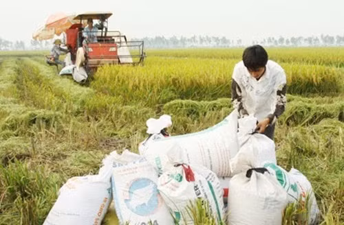 Giá bán trung bình khoảng 17-18 triệu đồng/tấn, có thời điểm lên tới 19 triệu đồng/tấn. Ảnh: Gaophuckhang.