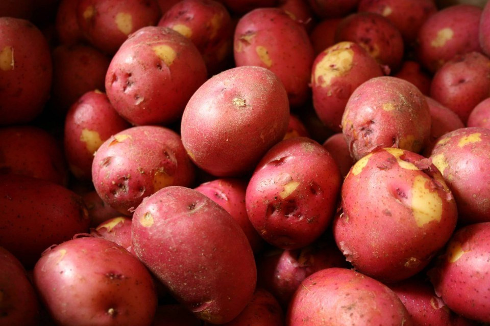 Khoai tây hồng Đà Lạt củ vừa phải, hình bầu dục hoặc tròn trái ngược với khoai tây Trung Quốc to và dài. Ảnh: Internet.