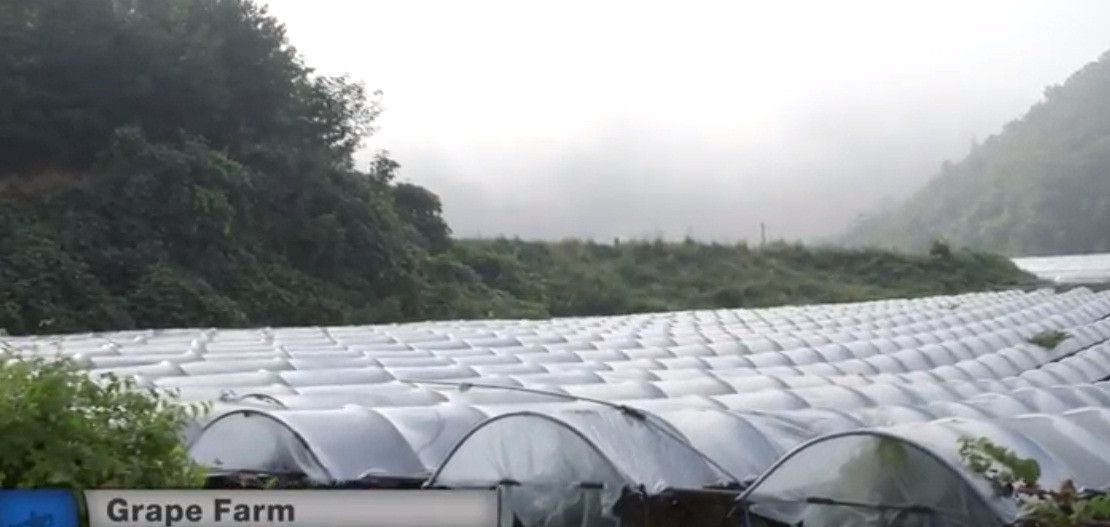 Ở Hàn Quốc, nho đen Kyoho được trồng theo phương pháp hữu cơ, hoàn toàn trong nhà kính. Ảnh: Youtube.