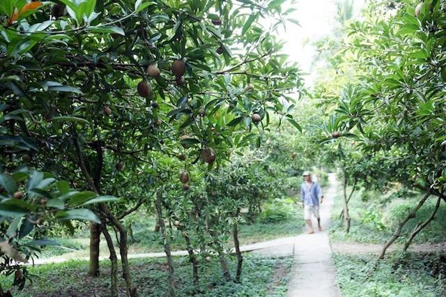 Hồng xiêm Tiền Giang còn có ưu điểm cho trái rải vụ gần như quanh năm. Ảnh: Khoeplus.