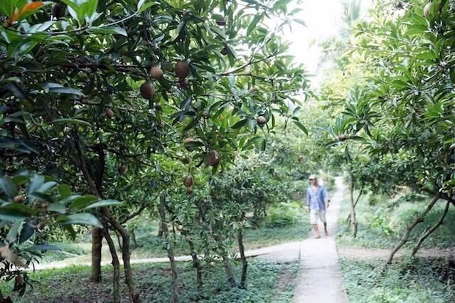 Hồng xiêm Tiền Giang còn có ưu điểm cho trái rải vụ gần như quanh năm. Ảnh: Khoeplus.