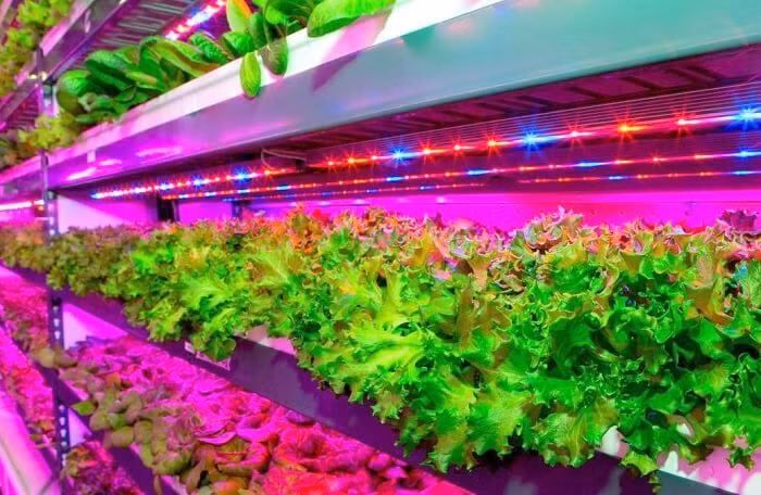 Crop One cho biết, trang trại rau này sẽ kết hợp giữa nguồn năng lượng tái tạo và các dịch vụ tiện ích.