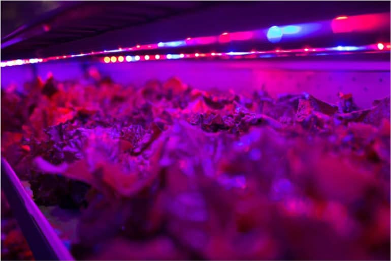 Theo nhà đầu tư, nông trại này sẽ sử dụng lượng nước ít hơn tới 99% so với cánh đồng ngoài trời.