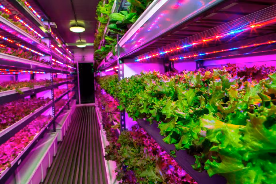 Trang trai rau thang dung lon nhat the gioi co gi dac biet?