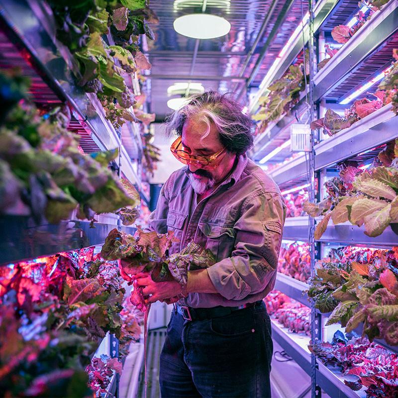 Nông trại rau thẳng đứng có diện tích 1,2 ha nhưng cho sản lượng tương đương 364 ha.