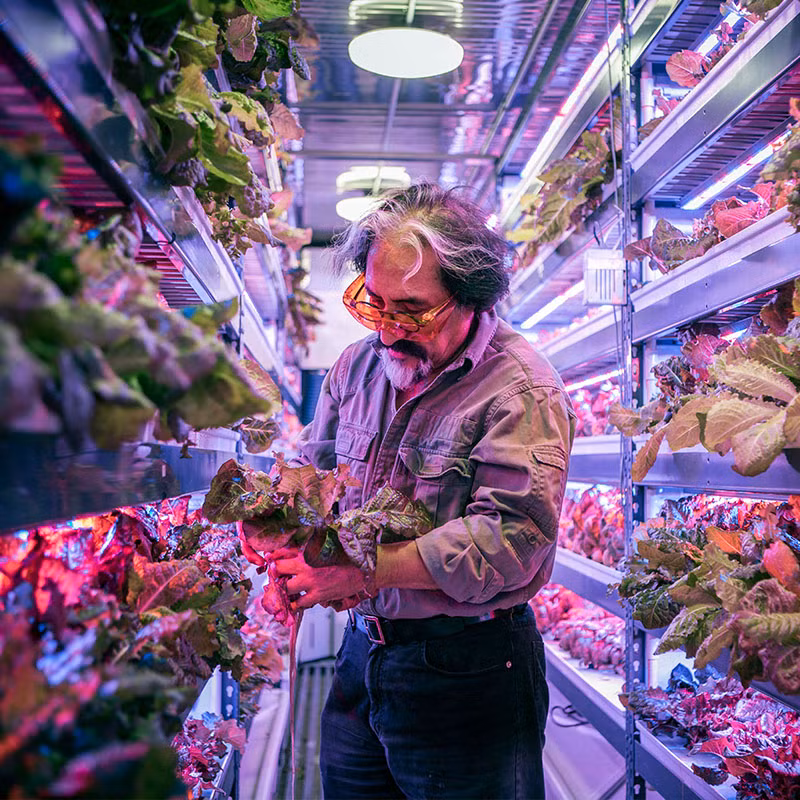 Nông trại rau thẳng đứng có diện tích 1,2 ha nhưng cho sản lượng tương đương 364 ha.