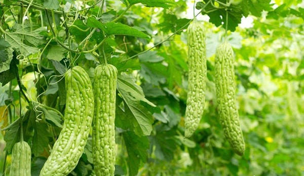 Mướp đắng cho trái sau khoảng 50-60 ngày. Vì vậy, nếu trồng trong tháng 4 thì tháng 6 bạn có thu hoạch. Ảnh: Lisado.