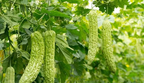 Mướp đắng cho trái sau khoảng 50-60 ngày. Vì vậy, nếu trồng trong tháng 4 thì tháng 6 bạn có thu hoạch. Ảnh: Lisado.