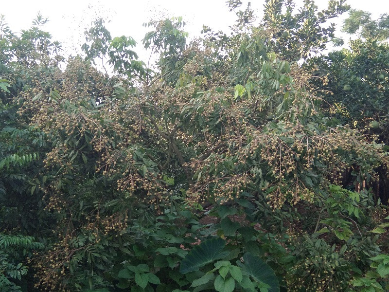 Về Hưng Yên những ngày đầu tháng 6, đâu đâu cũng bắt gặp những vườn nhãn sai lúc lỉu.