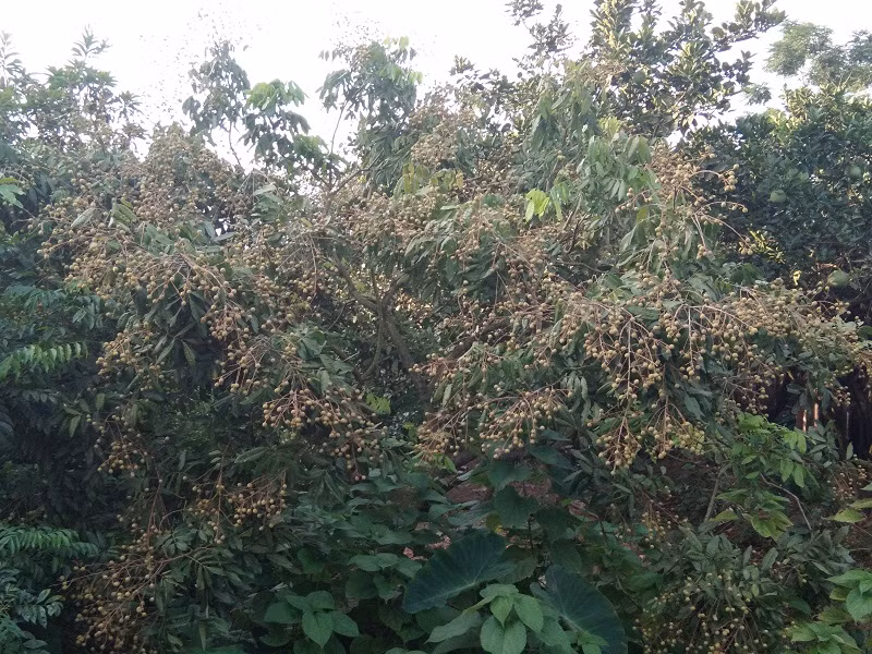 Về Hưng Yên những ngày đầu tháng 6, đâu đâu cũng bắt gặp những vườn nhãn sai lúc lỉu.