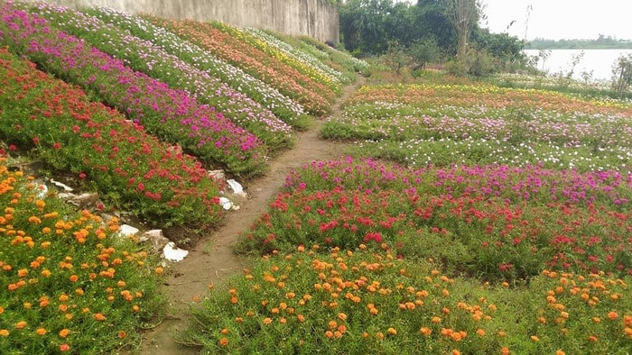 Bên bờ sông Đào, đoạn cuối đường Nguyễn Bính, thành phố Nam Định, có một vườn hoa mười giờ rộng 400m2. Ảnh: Em đẹp.