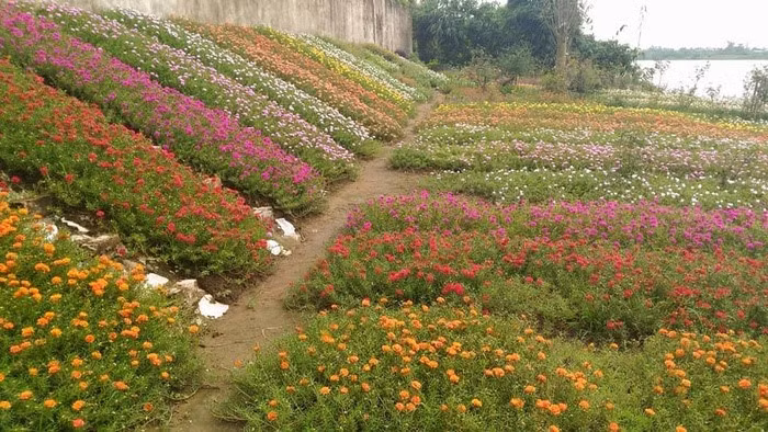 Bên bờ sông Đào, đoạn cuối đường Nguyễn Bính, thành phố Nam Định, có một vườn hoa mười giờ rộng 400m2. Ảnh: Em đẹp.