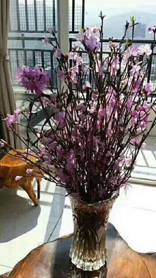 Bông hoa đỗ quyên mỏng manh, giúp căn phòng thêm sang trọng và lãng mạn. Ảnh: FB Nguyễn Hằng.