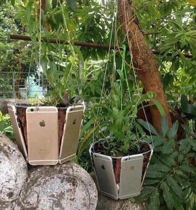 Hàng chục chiếc iPhone mới cứng được ghép thành chậu để trồng cây cảnh là thú vui của hội con nhà giàu tại Hy Lạp, Albania và Anh. Ảnh: Instagram.