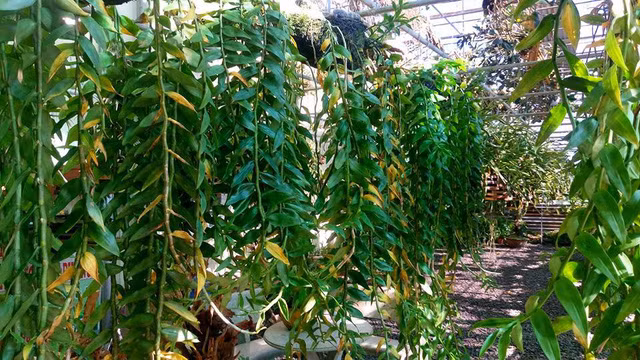 Trong vườn của anh Bắc có rất nhiều giống lan quý, đăc biệt là dòng lan giả hạc. Ảnh: Dân Việt.