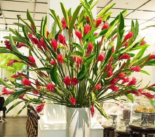 Có thể chơi được lâu, khoảng 25 -30 ngày cũng là ưu điểm khiến loài hoa mới này được nhiều chị em lựa chọn trong dịp Tết. Ảnh: Pinterest.