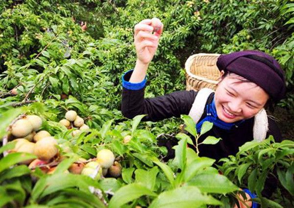 Thêm nữa, từ khi cho trái, 40 năm sau mới phải thay gốc mận. Vì vậy, cây mận đã mang lại thu nhập lớn cho bà con. Ảnh: Dulichvietnam.