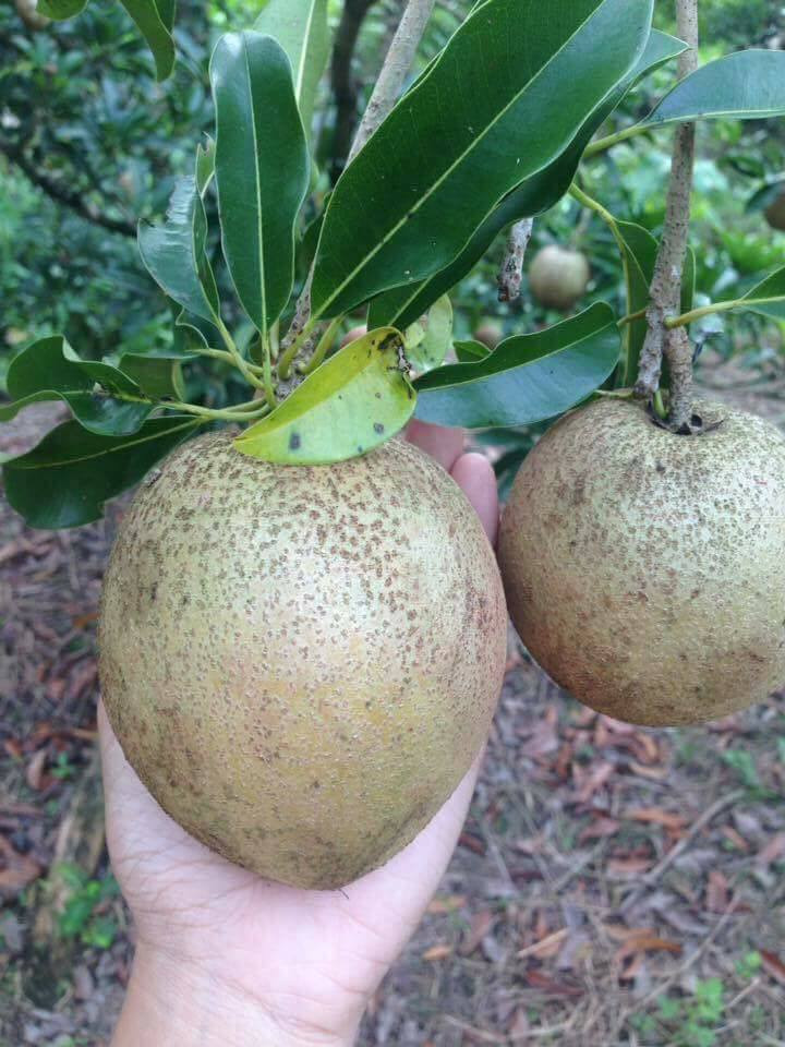 Sau 2 năm, cây hồng xiêm bắt đầu cho trái và 4 năm trở đi năng suất ổn định, bình quân đạt 20 tấn/ha, cá biệt có thể đạt 30 tấn/ha/năm. Ảnh: FB Hồng Vân Đặng.