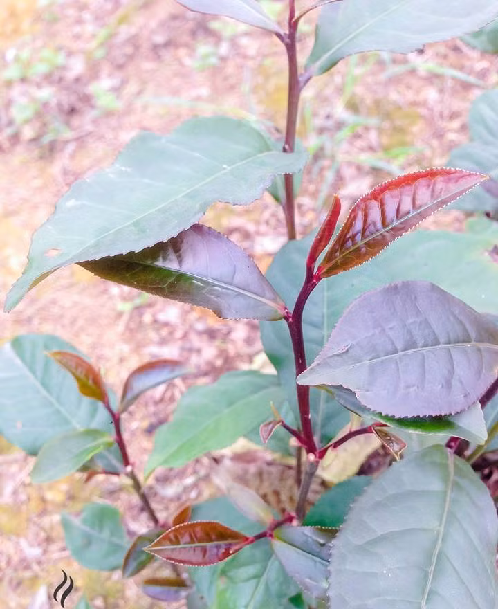 Cây chè từ thân, lá và búp đều có màu mận chín. Ảnh: Thaininhtra.