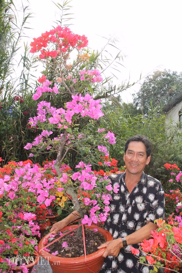 Điều đặc biệt là hoa giấy của anh có nhiều màu khác nhau, có cây đến 6 màu. “Hoa giấy của tôi khác với bất cứ nơi đâu vì nó có nhiều màu gồm đỏ, tím, vàng, hồng, trắng và cam.