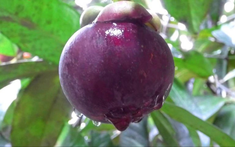 Với việc mở cửa đón du khách, mỗi ngày anh Dũng thu về gần 5 triệu đồng từ bán vé, trái cây. Ảnh: Baotayninh.