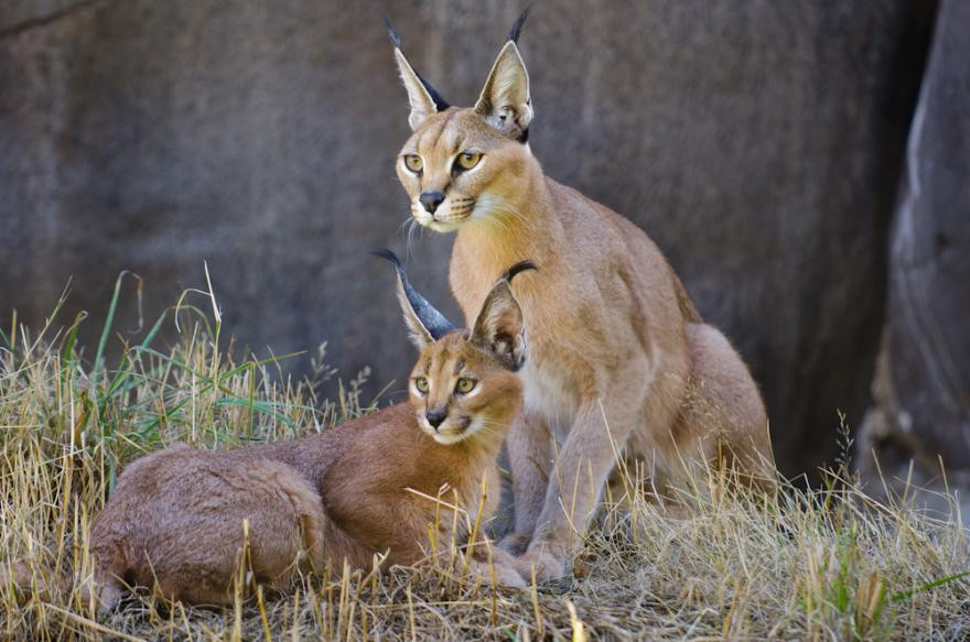 Thậm chí, người mua còn phải đặt hàng trước và chờ đợi rất lâu mới mua được với giá 1 triệu rúp (khoảng 370 triệu đồng). Ảnh: Caracal.