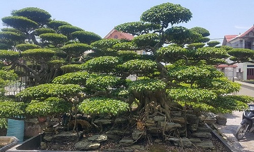  Cây sanh dáng trực hoành của ông Phan Vũ Huỳnh, 65 tuổi, ở đội 9, xã Nghĩa Hồng, huyện Nghĩa Hưng, tỉnh Nam Định.