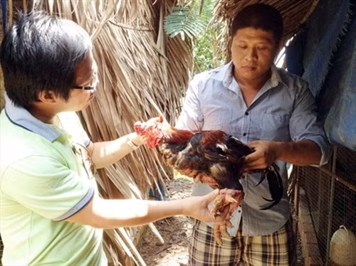 Chỉ vì đam mê nuôi gà, anh Nghiêm Gia Dũng (sinh năm 1984) đã bỏ việc tại một ngân hàng ở TP HCM, lặn lội ra đất Tổ (Phú Thọ) tìm mua gà chín cựa đưa vào Nam để nuôi và nhân giống thành công. Ảnh: Nongnghiep.