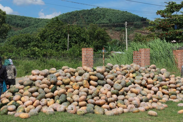 Khi đó, giá bí đỏ chỉ còn 500 - 1.000 đồng/kg, thậm chí có thời điểm 300 đồng/kg. Ảnh: Zing.