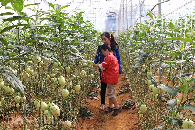 Chị Hồng Hạnh, một trong những du khách đến từ TP. HCM đã mua 5kg dưa pepino trong vườn anh Định về làm quà biếu.