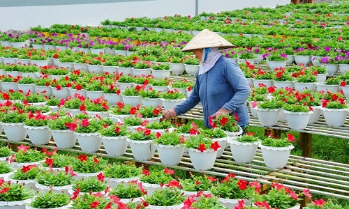 Thời điểm này người dân tất bật chăm sóc hoa tết hứa hẹn cho mùa hoa thắng lợi