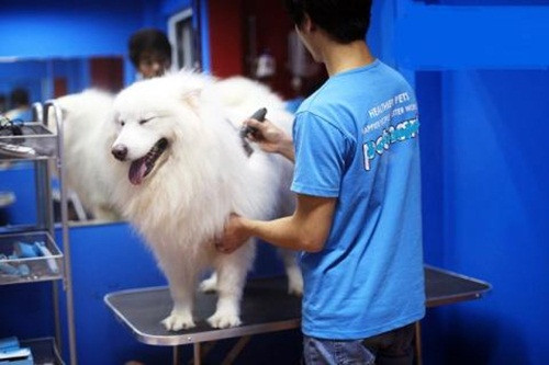 Thú cưng nằm phòng riêng kèm dịch vụ spa (tắm rửa, chăm sóc móng...) có giá cả triệu đồng/ngày. Ảnh: Baodatviet.