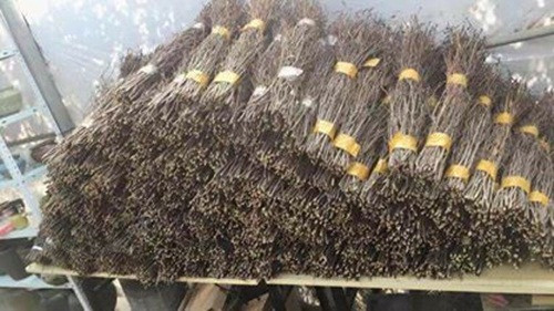 Những cành đỗ quyên khô trông không khác gì bó củi khô. Ảnh: FB Yen.