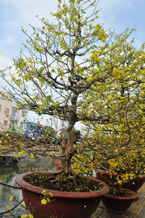 Những cây mai "khủng" này có giá trăm triệu (Ảnh: Dân trí)