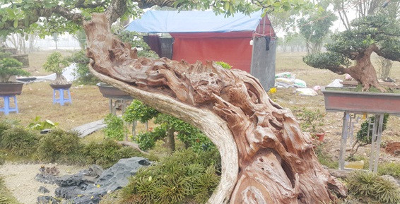 Linh sam kiểng của anh Thịnh từng được một số khách hỏi mua với giá 300 triệu đồng. Ảnh: Dân Việt.