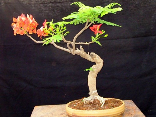 Chậu bonsai phượng vĩ nhỏ cao khoảng 50cm nhưng đã cho hoa rực rỡ. Ảnh: Nongy.